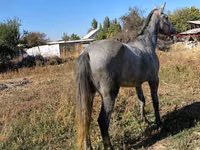 公马, Horses — 照片 2