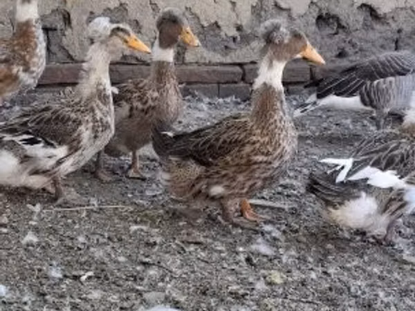 क्रेस्टेड