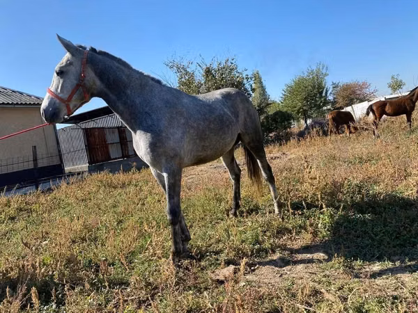 公马, Friesian sport horse
