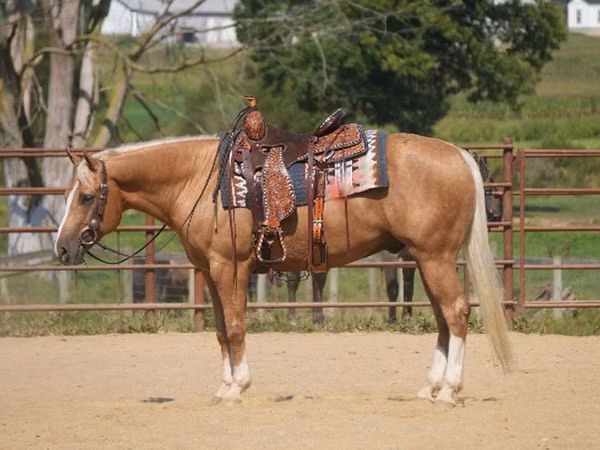घोड़ा, Quarter Horse
