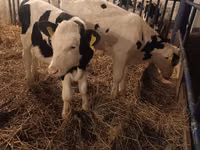 Bulle, Russian Black pied cattle — Foto 2