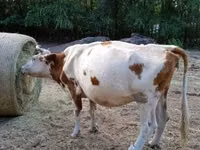 Cow, Hungarian Grey breed — photo 2