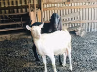 Billy Goat, Kamori goats — photo 1