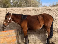 Yegua, Kyrgyz Horse — foto 2
