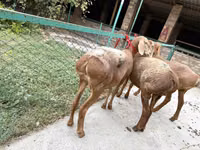 母羊, Arashan sheep — 照片 4