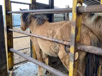 Caballo, Jabe — foto 4