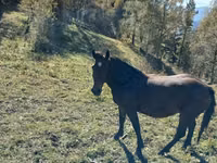 马匹（批次，未指定性别）, New Altai Horse — 照片 1