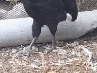 Australian Pit Game fowl — Foto 6