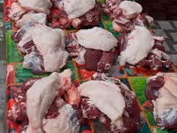 Widder, Blackheaded Persian sheep — Foto 8