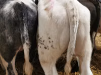 公牛, Belgian Blue — 照片 3