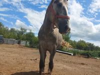 公马, Altai horse — 照片 4