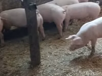 Sow — photo 3