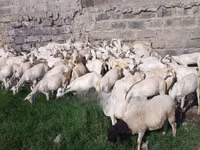 Ziegen (Partie, Geschlecht nicht angegeben), Ziegen — Foto 2