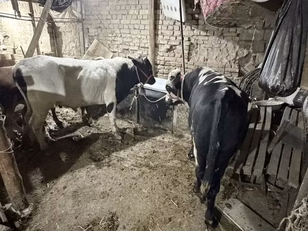 Taureau, Bovins