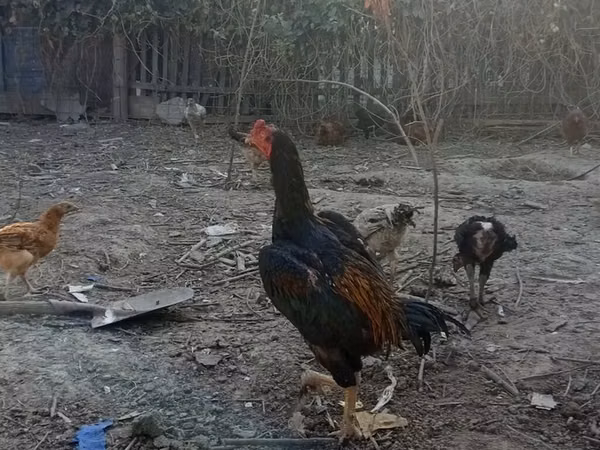 Chickens