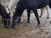 Hengst, Lipizzaner — Foto 5