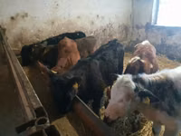 公牛, Cattle — 照片 4