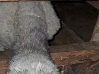 كبش, الأغنام — الصورة 7