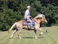 公马, Haflinger — 照片 5