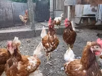 Chickens — फ़ोटो 5