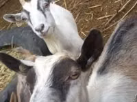 Goat, Goats — photo 1