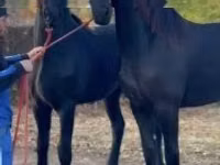 Mare, Friesian — photo 1