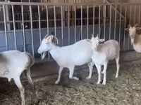 母山羊, Pomellata goat — 照片 4