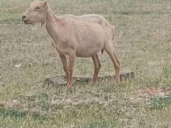 Ziegenbock, Alpine goat