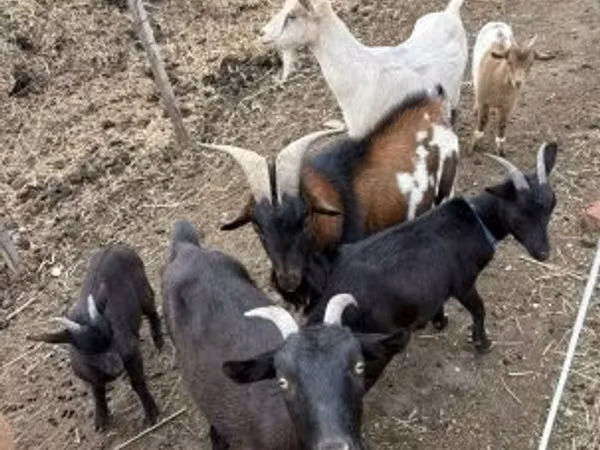 公山羊, Goats