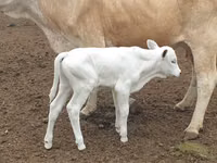 母牛, Simmental cattle — 照片 2