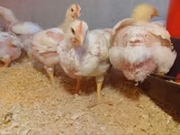 Chickens — Foto 3