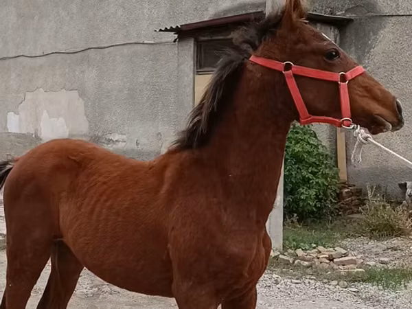 Caballo, Budyonny horse