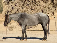 公马, Quarter Horse — 照片 2