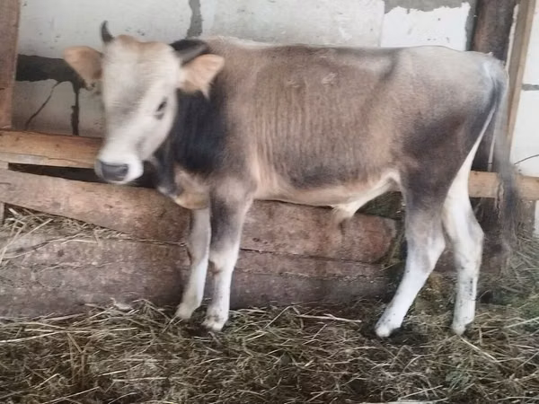 公牛, Cattle