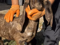 Chèvre, Kamori goats — photo 4