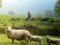 أغنام (دفعة، الجنس غير محدد), Karachay sheep — الصورة 8