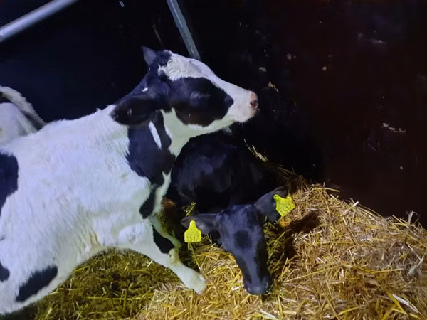 公牛, Limousin cow
