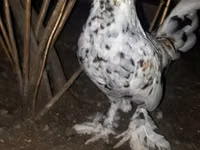 Japanisches Bantam — Foto 1