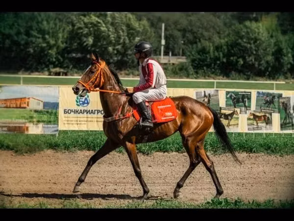 Mare, Arabian horse