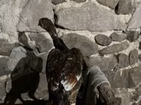Chickens — foto 2