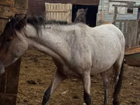 Cheval, Kustanai horse — photo 4