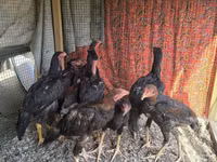 Chickens — Foto 2