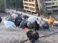Guinea fowl — photo 5
