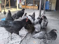 Australorp — Foto 1