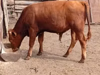 Toro, Ganado vacuno — foto 1