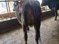 Vache, Swiss cattle — photo 2