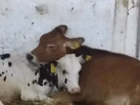 Kuh, Holstein-Rasse — Foto 5