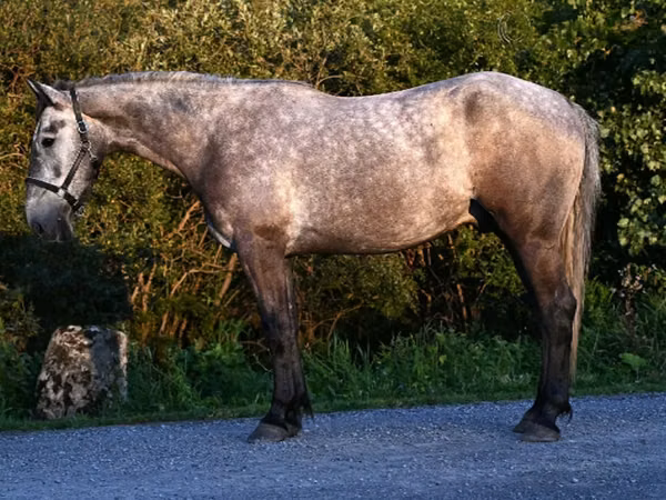 公马, Horses