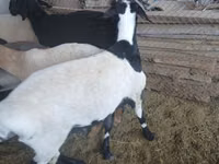 Widder, Rhon sheep — Foto 1