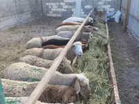 Brebis, Moutons — photo 5